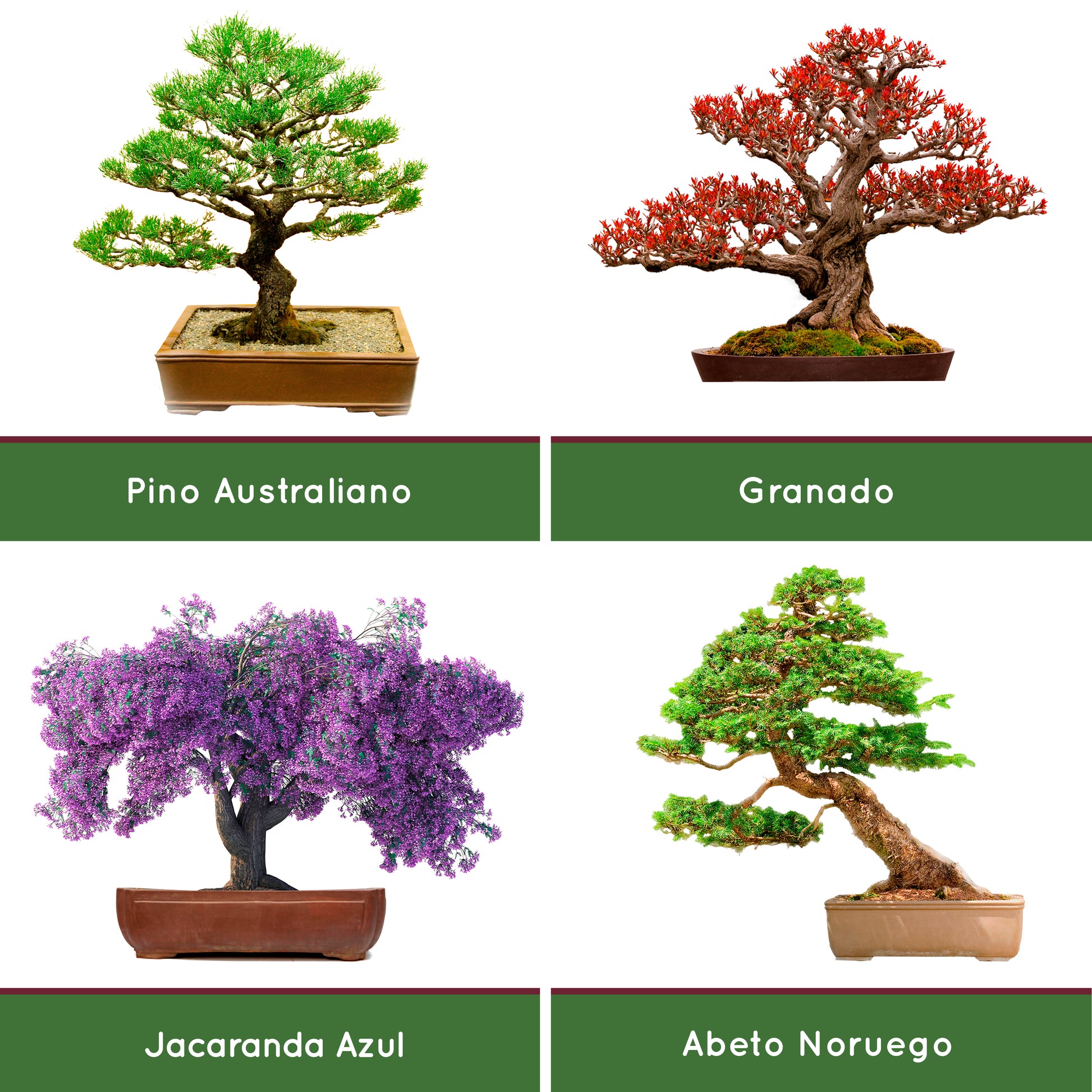 Grow Your Own Bonsai Tree kit | Easily Grow 4 Types of Bonsai Tree with Our  Complete Beginner Friendly Bonsai Starter kit | Bonzai Tree | Christmas